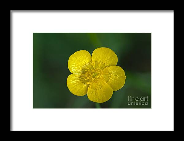 Wildflowers Framed Print featuring the photograph Miniature Wildflower by Dan Hefle