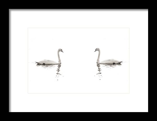 Swan Print Framed Print featuring the photograph Minimalist Swans in Black and White by Brooke T Ryan