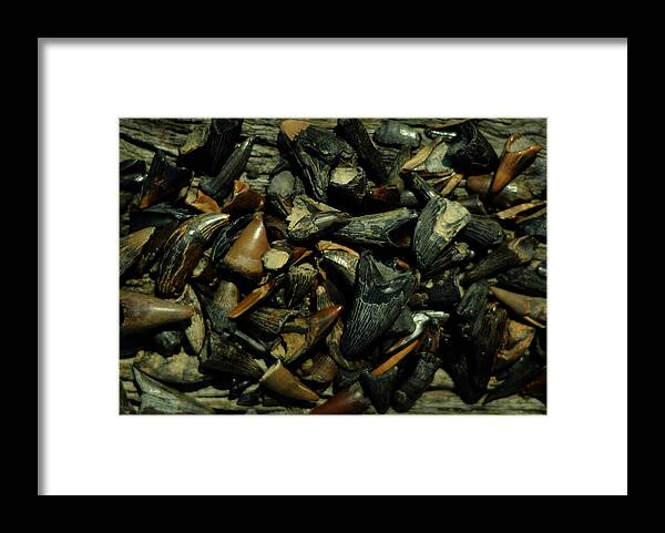 Fossil Framed Print featuring the photograph Miocene Fossil Crocodile Tooth Assortment by Rebecca Sherman