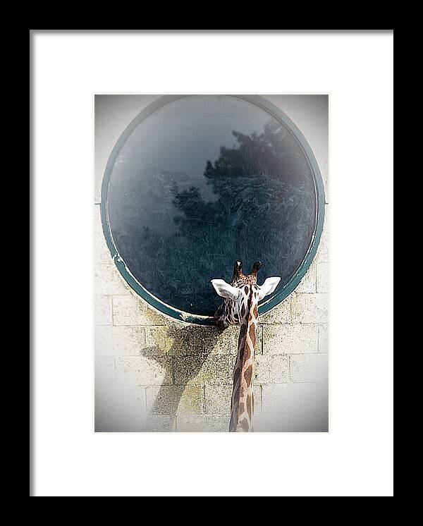 Wildlife Framed Print featuring the photograph Mirror Mirror On The Wall by Linsey Williams