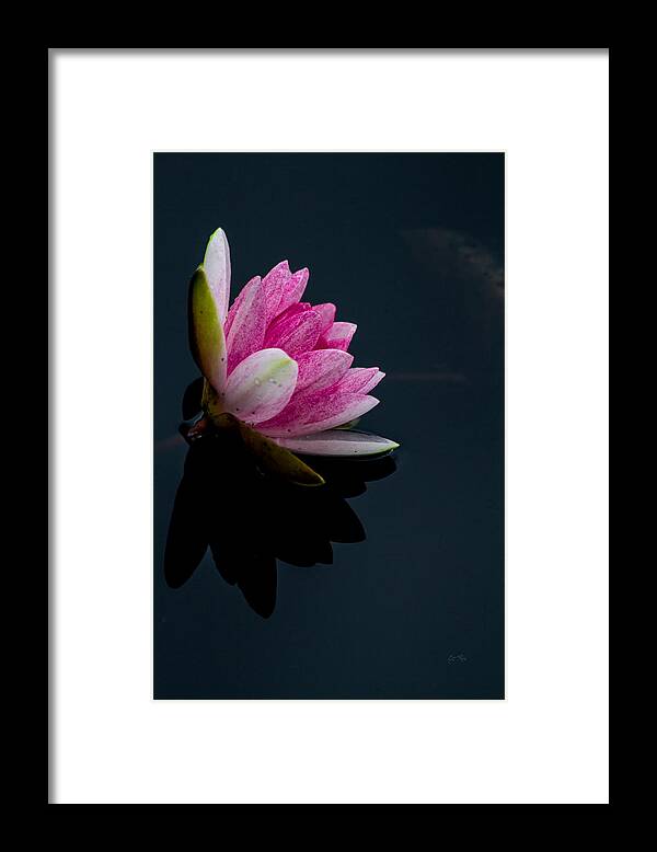 Plant Framed Print featuring the photograph Mirror... mirror on the water by Eti Reid