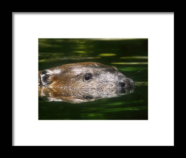 Beaver Canvas Prints Framed Print featuring the photograph Mirror Mirror by Wendy McKennon