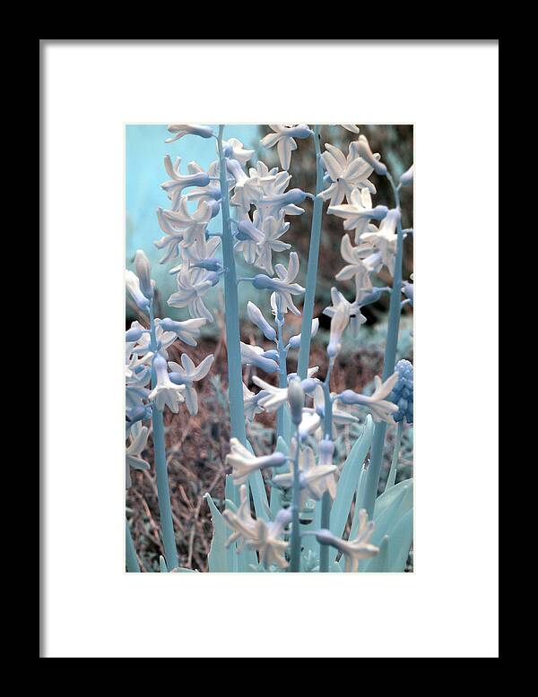 Flowers Framed Print featuring the photograph Misc. Infrared by Rebecca Parker