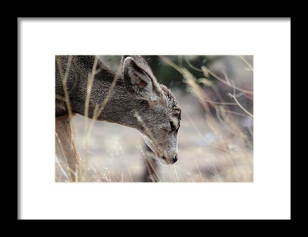 Misery Framed Print featuring the photograph Misery by Shane Bechler