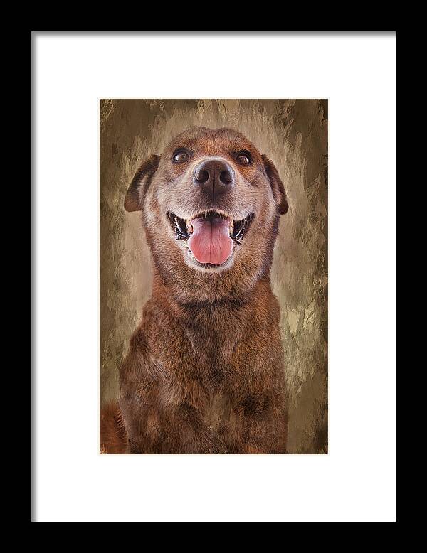 Dogs Framed Print featuring the photograph Misha by Barbara Manis