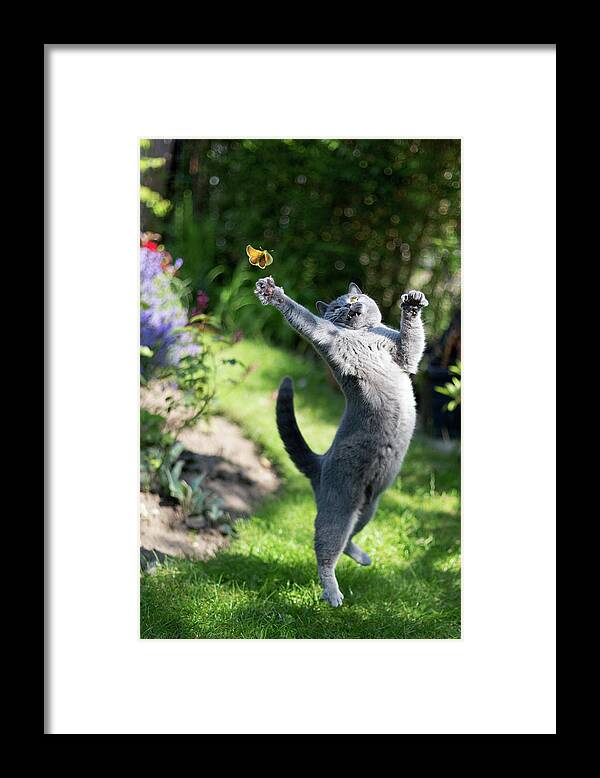 Cat Framed Print featuring the photograph Miss by Kemal Selimovic