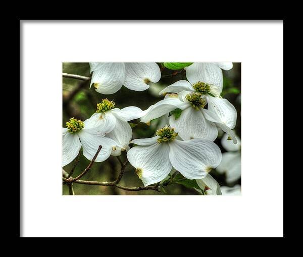 Dogwood Framed Print featuring the photograph Mississippi Dogwood II by Lanita Williams