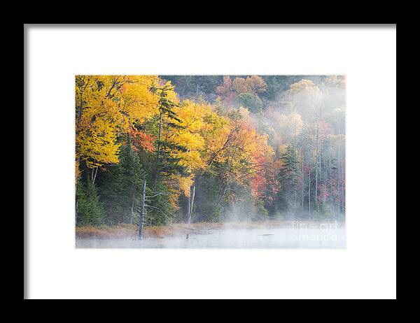 Tree Framed Print featuring the photograph Mist Over Fly Pond by Chris Scroggins