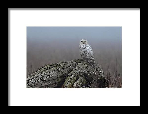 Snowy Owl Framed Print featuring the photograph Misty Morning Snowy Owl by Daniel Behm