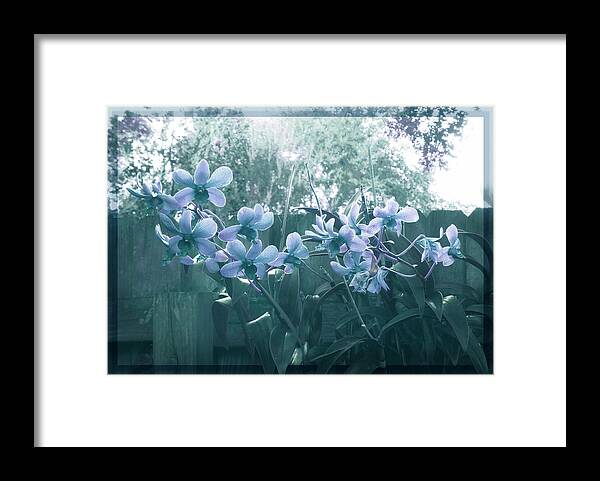 Fence Framed Print featuring the photograph Misty Orchids in Blue by Ginny Schmidt
