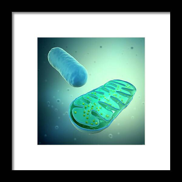 Physiology Framed Print featuring the digital art Mitochondria, Artwork by Science Photo Library - Andrzej Wojcicki