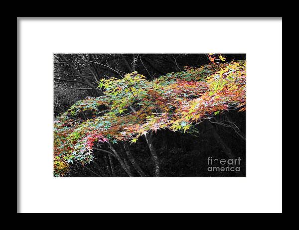Leaves Framed Print featuring the photograph Miyajima Maple by Cassandra Buckley