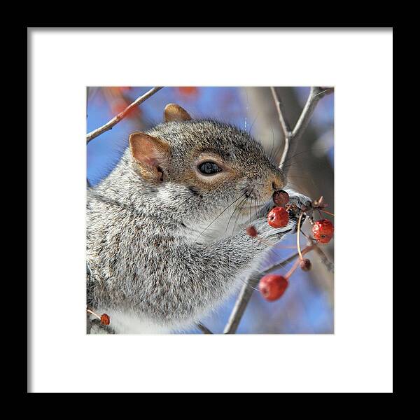 Squirrel Framed Print featuring the photograph Mmmm ... by Doris Potter