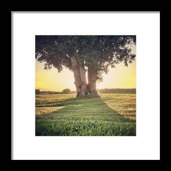Beautiful Framed Print featuring the photograph Moat Jr. - Morning! 😘
#tree #sun by Eric Shanteau