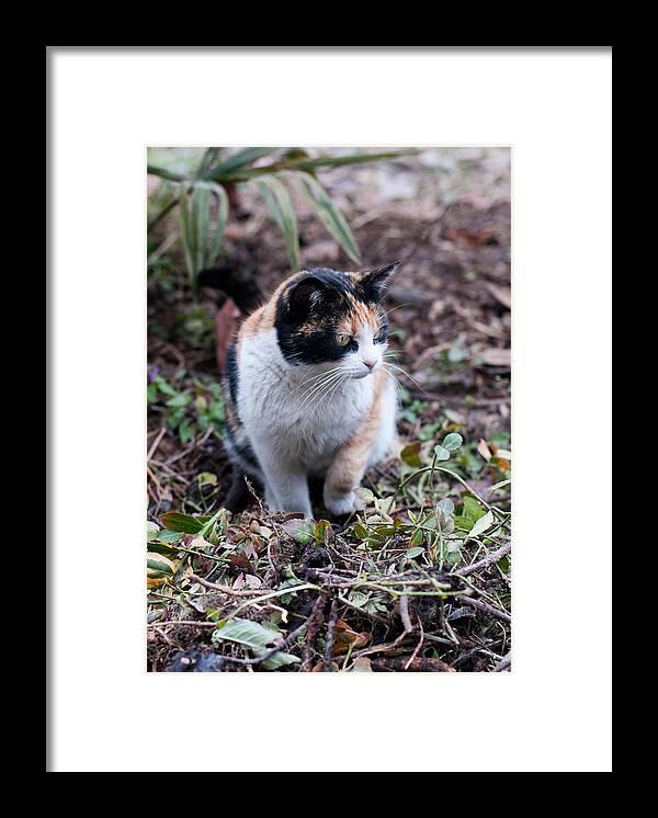 Cat Framed Print featuring the photograph Mochi in the garden by Laura Melis