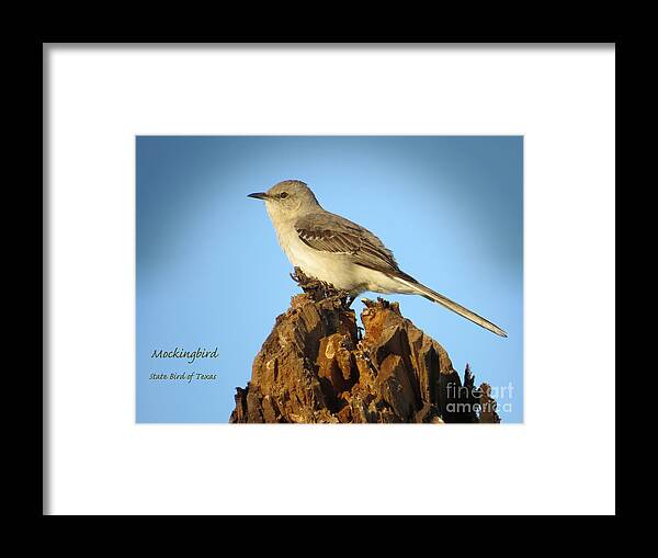 Bird Framed Print featuring the photograph Mockingbird - State Bird of Texas by Ella Kaye Dickey
