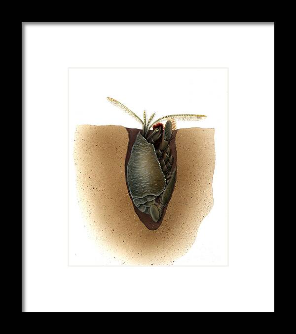 Mole Crab Framed Print featuring the photograph Mole Crab by Carlyn Iverson
