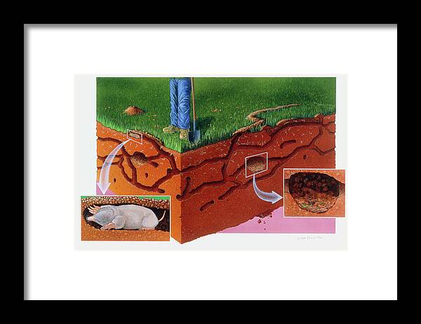 Mole Framed Print featuring the photograph Mole Tunnels by Sally Bensusen/science Photo Library