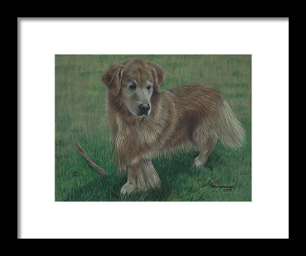 Golden Retriever Framed Print featuring the drawing Molly and Her Stick by Debbie Stonebraker