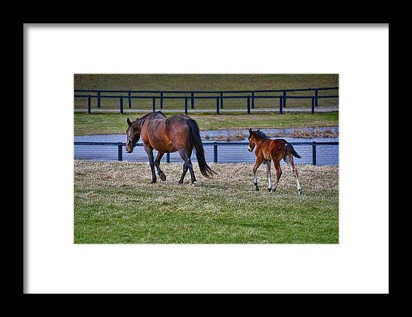 Horse Framed Print featuring the photograph Mom Leading The Way by Henry Kowalski