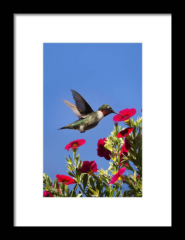 Hummingbird Framed Print featuring the photograph Moments of Joy by Christina Rollo