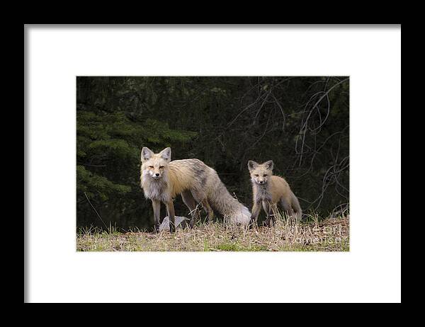 Red Fox Framed Print featuring the photograph Momma Fox with her Kit by Sonya Lang