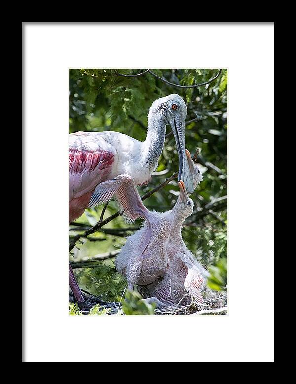 Crystal Yingling Framed Print featuring the photograph Momma by Ghostwinds Photography