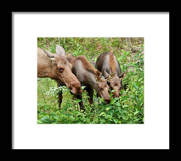 Roadside Framed Print featuring the photograph Mommamomma Moose With Twin Calves by Michelle Theall