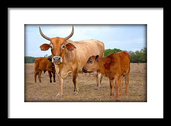 Cows Framed Print featuring the photograph Mommy and Baby Cows by Amanda Vouglas
