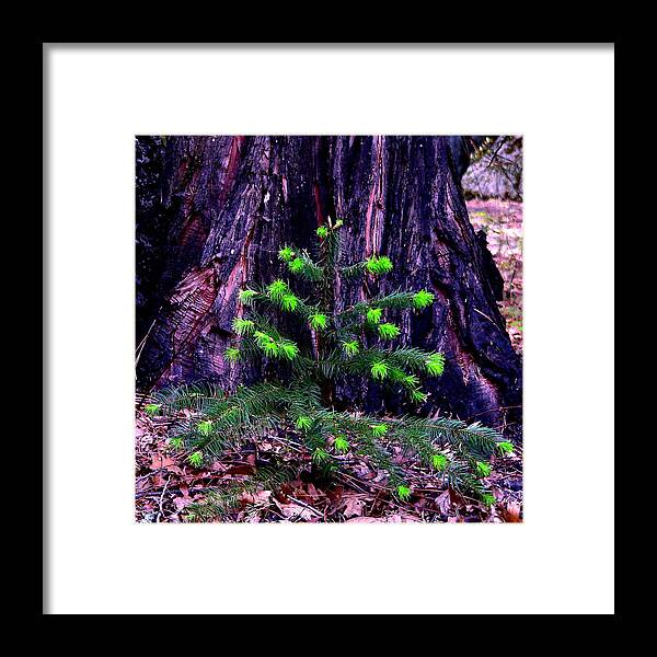 Old Growth Framed Print featuring the photograph Mommy and Baby Pines by Jeff Lowe