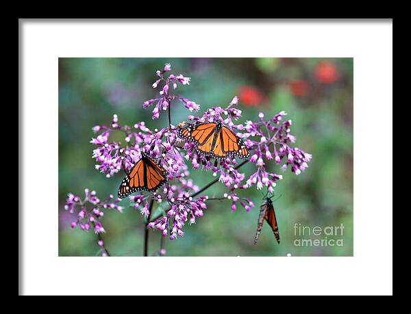 Monarch Framed Print featuring the photograph Monarch 3 by Robert McKinstry