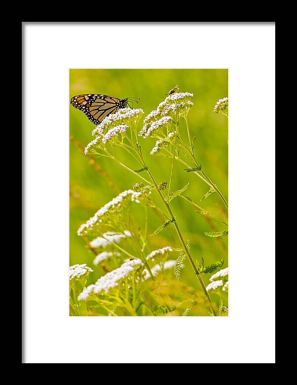 Butterfly Framed Print featuring the photograph Monarch and Bee by Natural Focal Point Photography