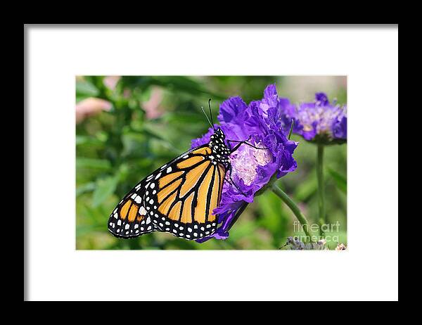 Monarch Framed Print featuring the photograph Monarch and Pincushion Flower by Steve Augustin