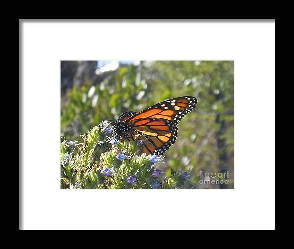 Monarch Framed Print featuring the photograph Monarch by Bridgette Gomes