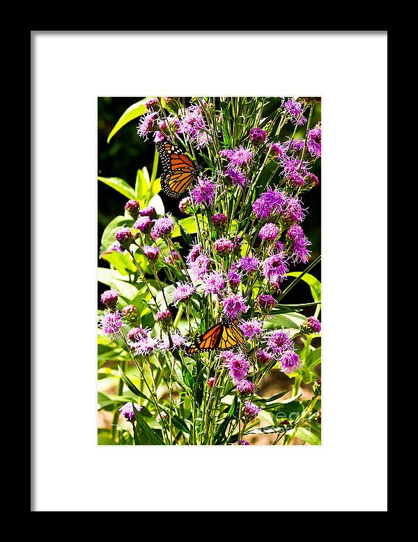 Butterfly Framed Print featuring the photograph Monarch Butterfly Couple by Ms Judi