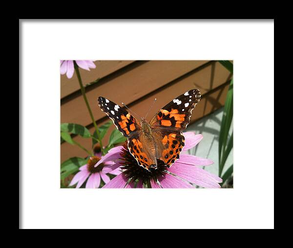 Butterfly Framed Print featuring the photograph Painted Lady Butterfly by Donna Doherty