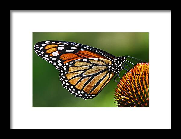 Monarch Butterfly Framed Print featuring the photograph Monarch Butterfly by Theo OConnor