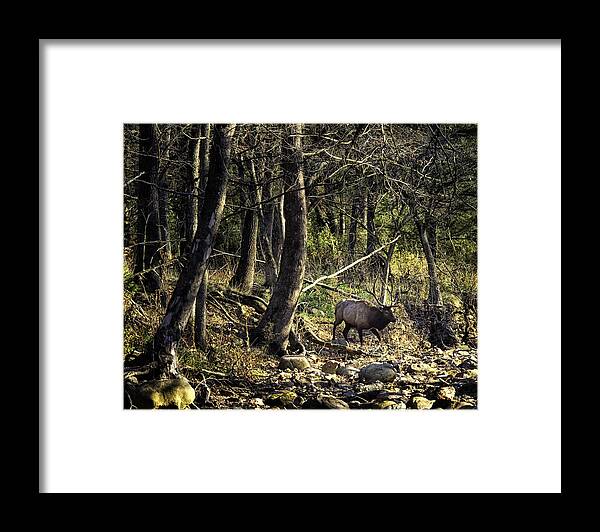 Bull Elk Framed Print featuring the photograph Monarch Crossing the Buffalo by Michael Dougherty