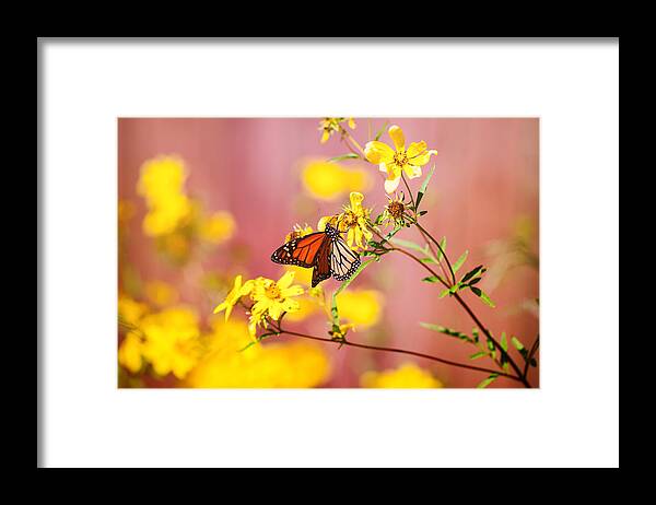 Monarch Framed Print featuring the photograph Monarch Display by Joel Olives