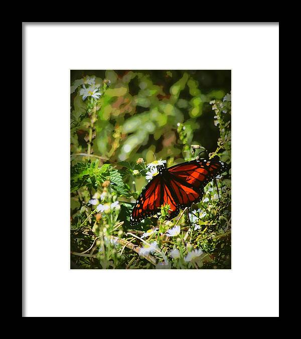 Monarch Butterfly Framed Print featuring the photograph Monarch in November 1 by Sheri McLeroy