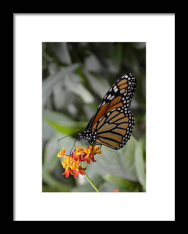 Monarch Framed Print featuring the photograph Monarch by Spikey Mouse Photography
