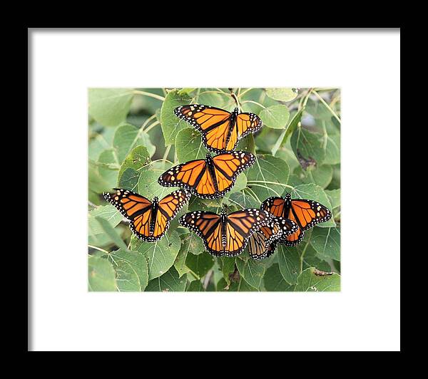 Monarch Butterfly Framed Print featuring the photograph Monarch Migration by John Dart