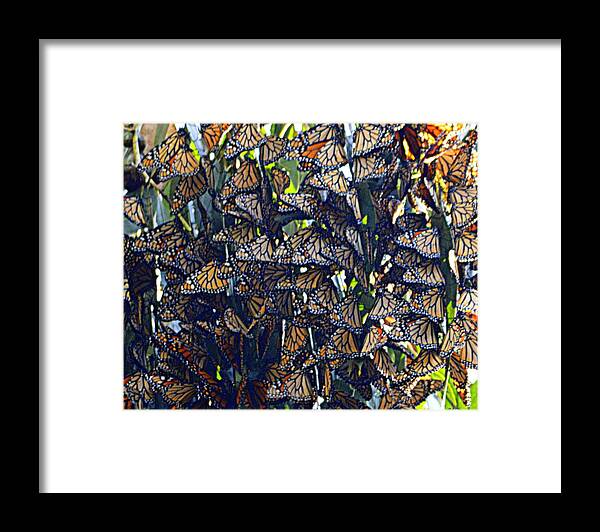 Butterflies Framed Print featuring the photograph Monarch Mosaic by AJ Schibig