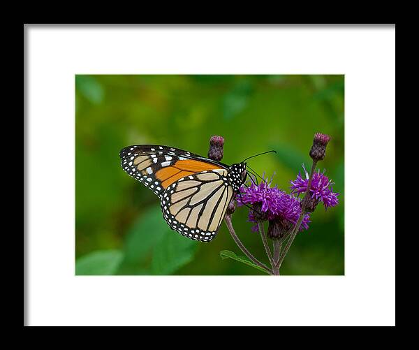 Butterfly Framed Print featuring the photograph Monarch on Iron Weed by Jim Zablotny