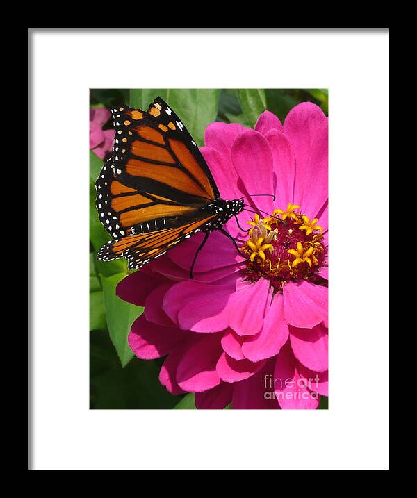 Monarch Framed Print featuring the photograph Monarch on Pink by Jayne Carney
