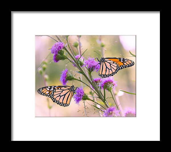 Monarch Framed Print featuring the photograph Monarch Pair by Hermes Fine Art