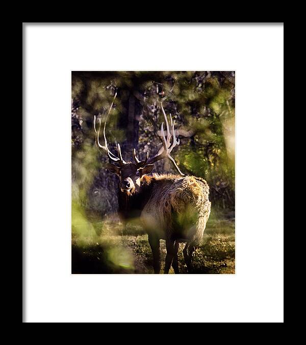 Royal Bull Elk Framed Print featuring the photograph Monarch Through the Leaves by Michael Dougherty