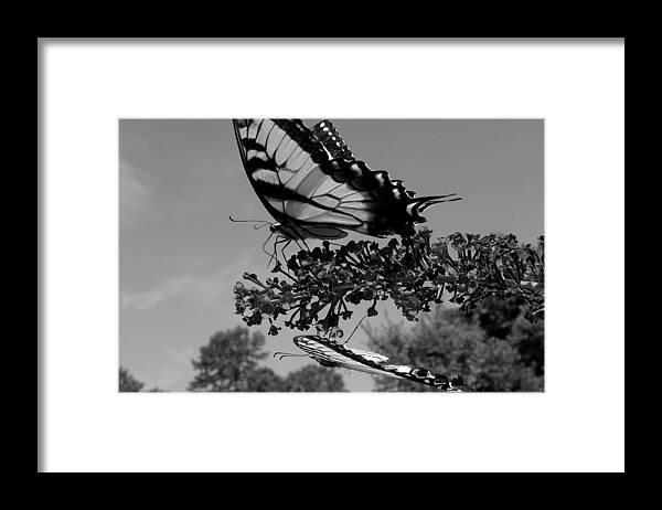 Swallowtail Framed Print featuring the photograph Swallotail in Black and White by Kim Galluzzo