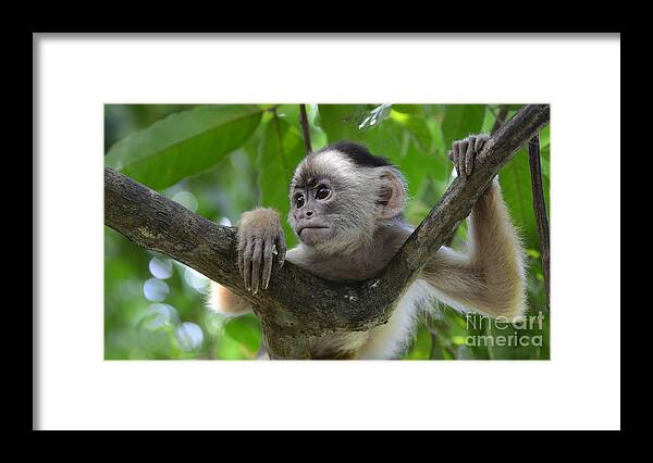 Amazon Framed Print featuring the photograph Monkey Business by Bob Christopher