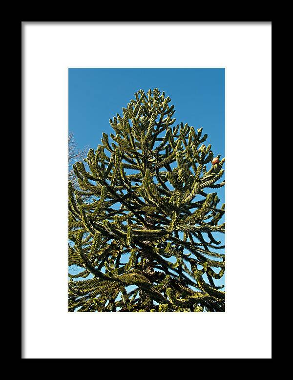 Green Framed Print featuring the photograph Monkey Puzzle Tree E by Tikvah's Hope